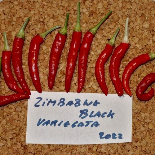 Pepper 'Zimbabwe Black Variegata'