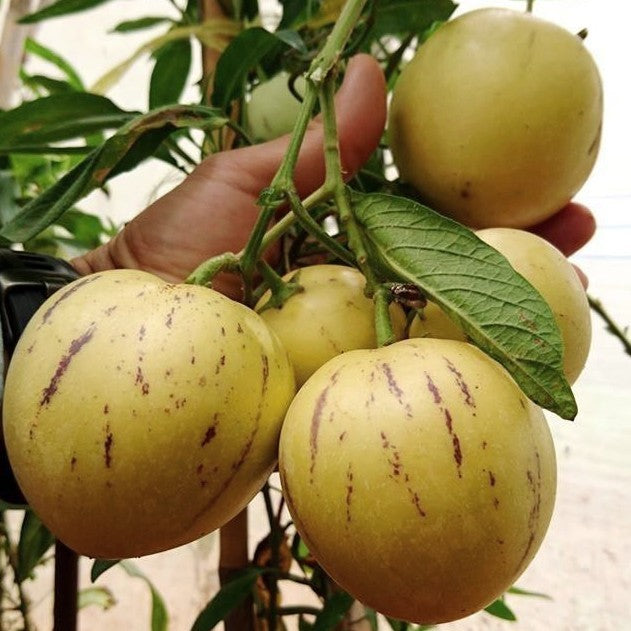 Pepino Dulce