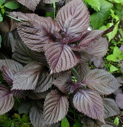 Perilla 'Dark Night' / 'Purple'