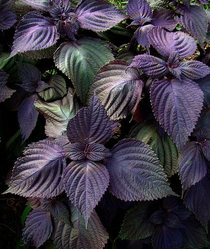 Perilla 'Dark Night' / 'Purple'