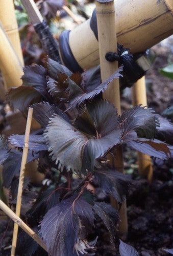 Perilla 'Dark Night' / 'Purple'