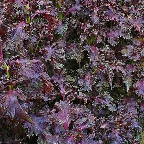 Perilla 'Dark Night' / 'Purple'