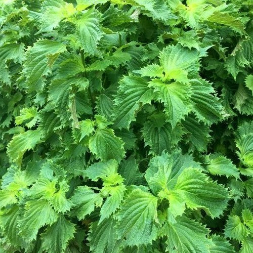 Perilla 'Green Day'