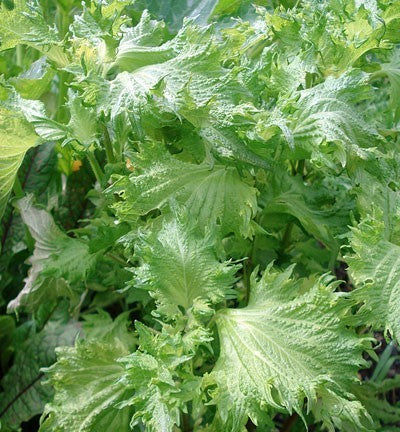Perilla 'Green Day'