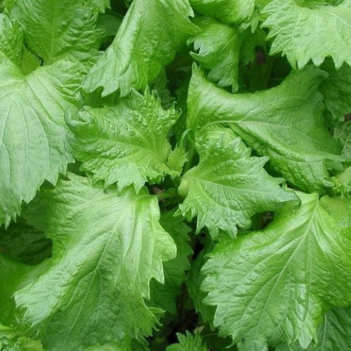 Perilla 'Green Day'
