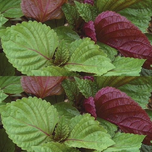 Perilla 'Britton'