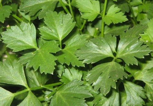 Flat-leaved Parsley 'Common Cutting'