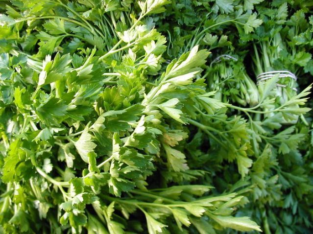 Large Smooth-leaved Parsley 'Gigante d'Italia'