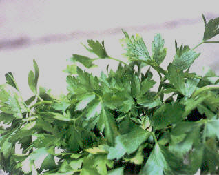 Large Smooth-leaved Parsley 'Gigante d'Italia'