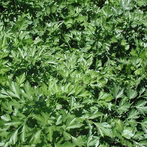 Large Smooth-leaved Parsley 'Gigante d'Italia'