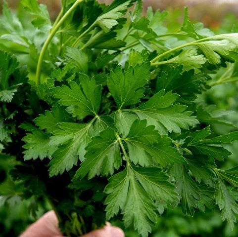 Grote Gladde Bladpeterselie 'Peione'