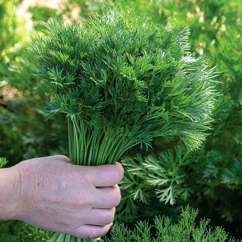 Fijnbladige Peterselie 'Menuette'