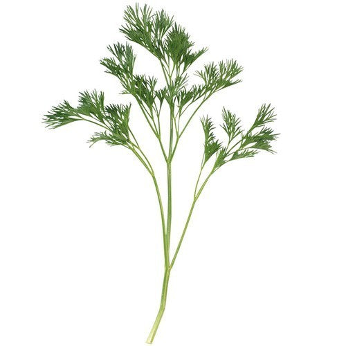 Fijnbladige Peterselie 'Menuette'