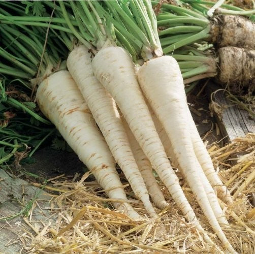 Parsnip 'Eagle'