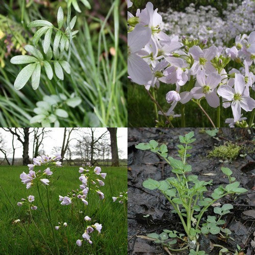 Pinksterbloemen