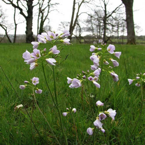 Pinksterbloemen