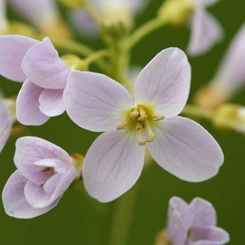 Pinksterbloemen