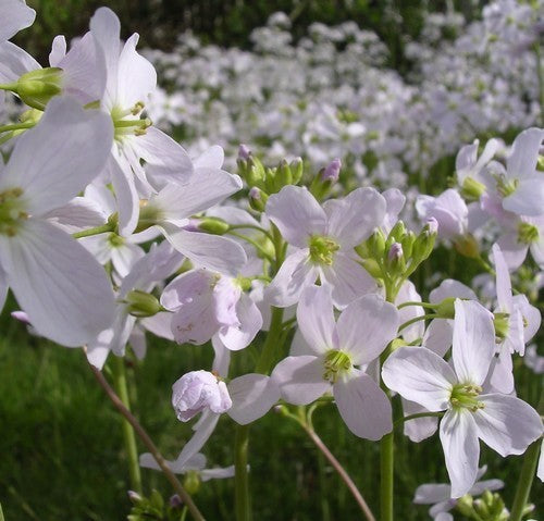 Pinksterbloemen