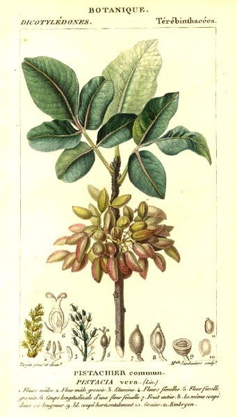 Pistache