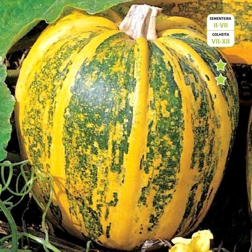 'Abóbora Porqueira' Pumpkins