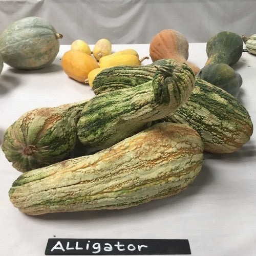 Pompoenen 'Alligator'