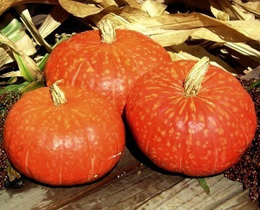 Pompoenen 'Amber Cup' F1 / 'Eastern Rise' F1 / 'Kudos' F1 / ''