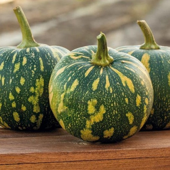 Pompoenen 'Asterix'