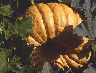 Pompoenen 'Atlantic Giant'