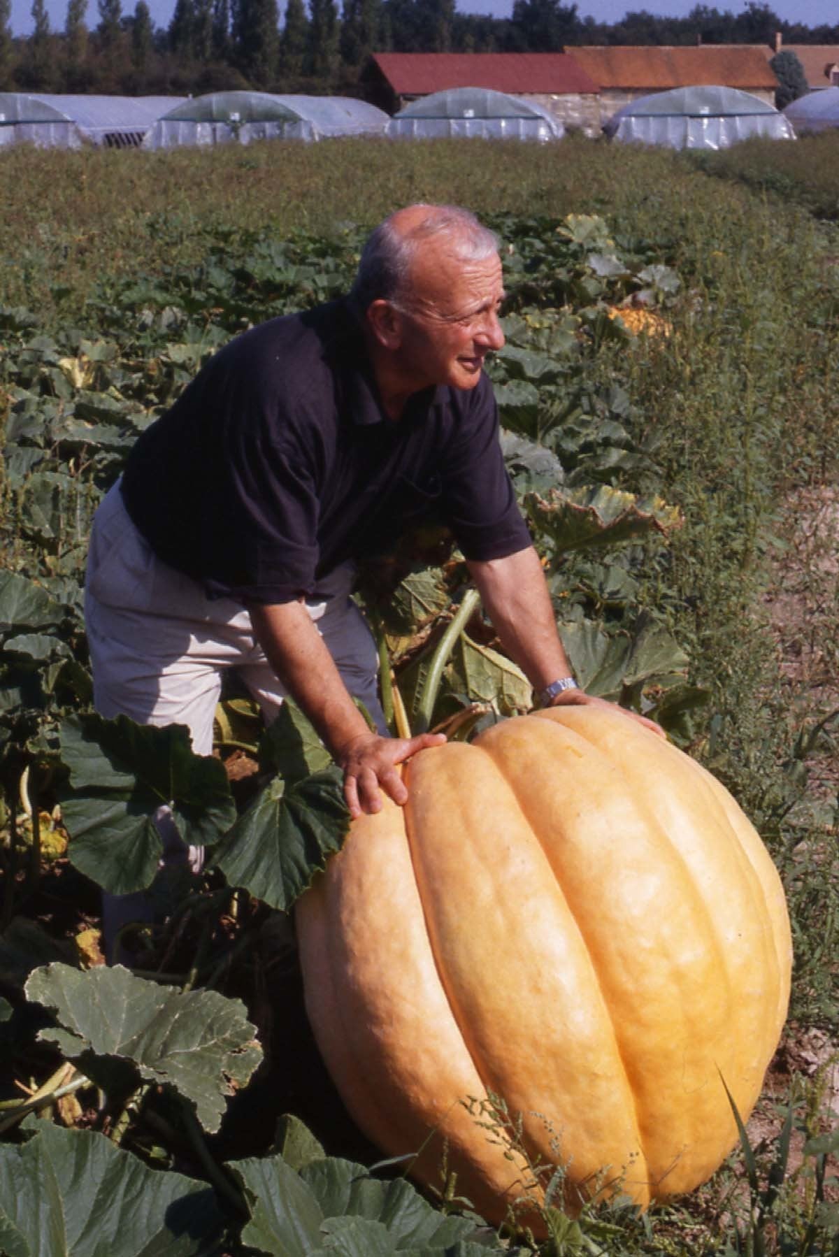 Pompoenen 'Atlantic Giant'