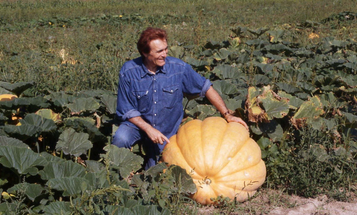 Pompoenen 'Atlantic Giant'