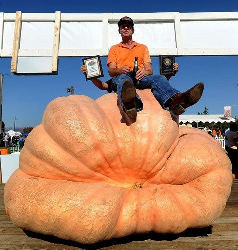 Pompoenen 'Atlantic Giant'