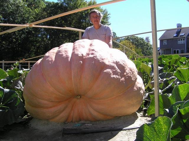 Pompoenen 'Atlantic Giant Super Selectie'