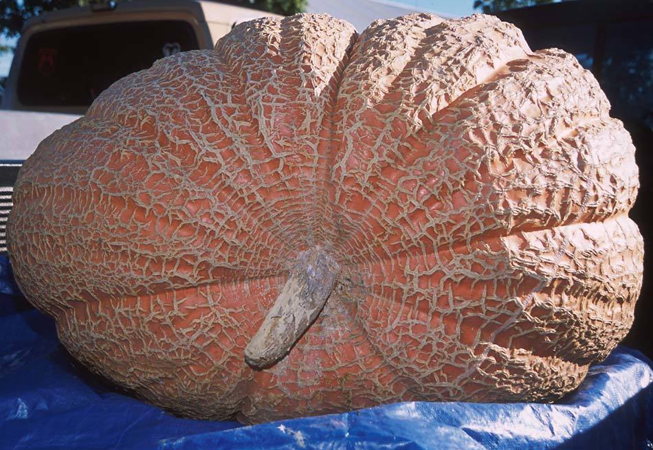 Pumpkins 'Atlantic Giant Super Selection'
