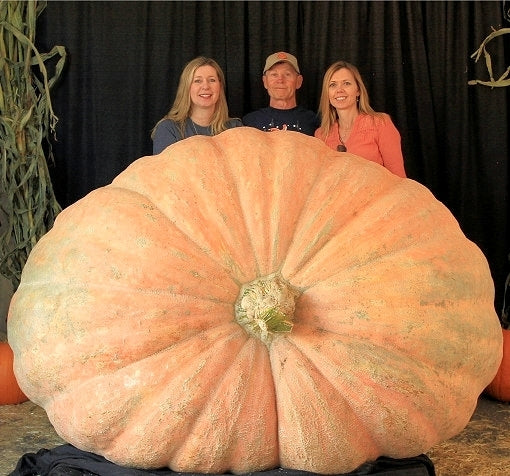 Pompoenen 'Atlantic Giant Super Selectie'