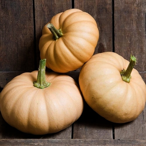 Pompoenen 'Autumn Crown'