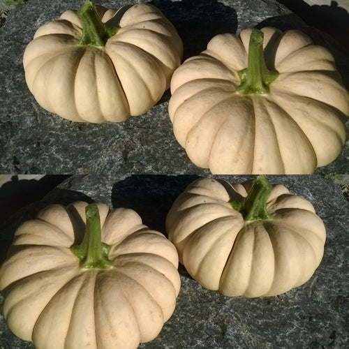 Pompoenen 'Autumn Crown'