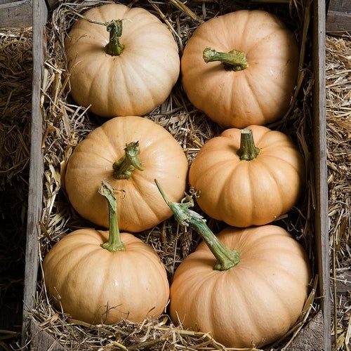 Pompoenen 'Autumn Crown'