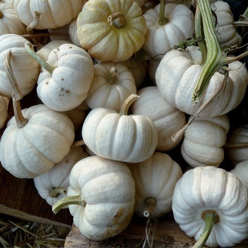 Pompoenen 'Baby Boo'