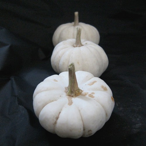Pompoenen 'Baby Boo'