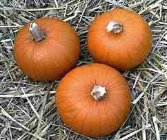 Pompoenen 'Baby Pam'
