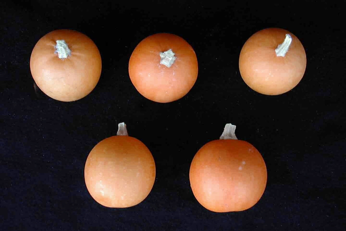 Pompoenen 'Baby Orange' / 'Little October'