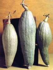 Pompoenen 'Banana Blue Sel.guatemalan' / 'Banana Blue Sel. S'