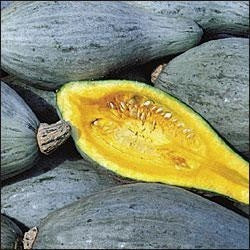 Pompoenen 'Banana Blue Sel.guatemalan' / 'Banana Blue Sel. S'