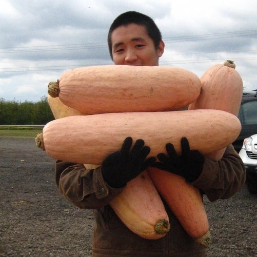 Pompoenen 'Banana Pink Jumbo'