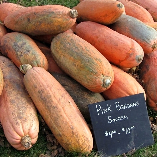 Pompoenen 'Banana Pink Jumbo'