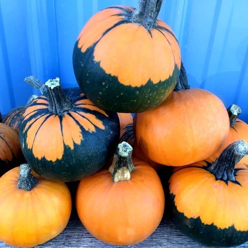 Pumpkins 'Batwing Mix'