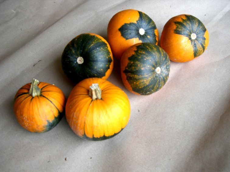 Pumpkins 'Batwing Mix'
