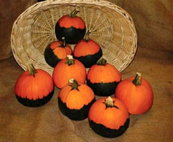 Pumpkins 'Batwing Mix'