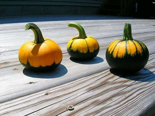 Pumpkins 'Batwing Mix'