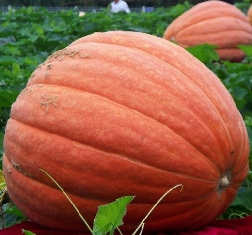 Pompoenen 'Big Max'